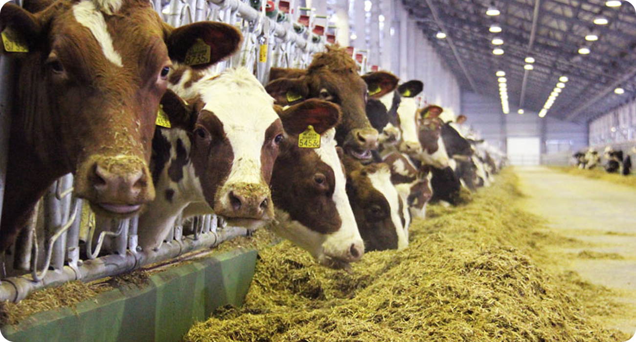 Продуктивное долголетие