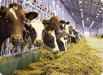 Продуктивное долголетие