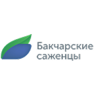 Бакчарские саженцы