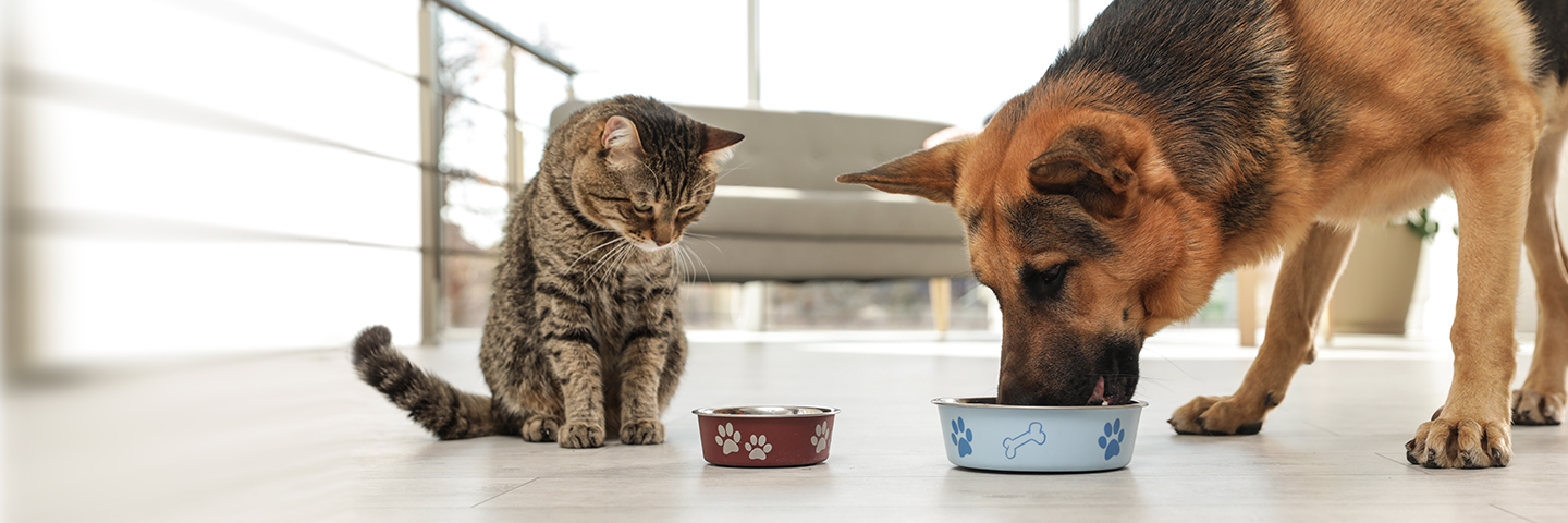 Как сделать сухой корм для кошек и собак своими руками