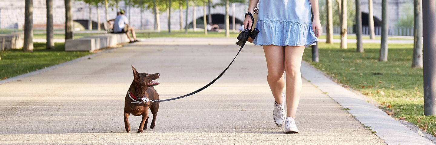 Как правильно выгуливать собаку на поводке | Роскачество