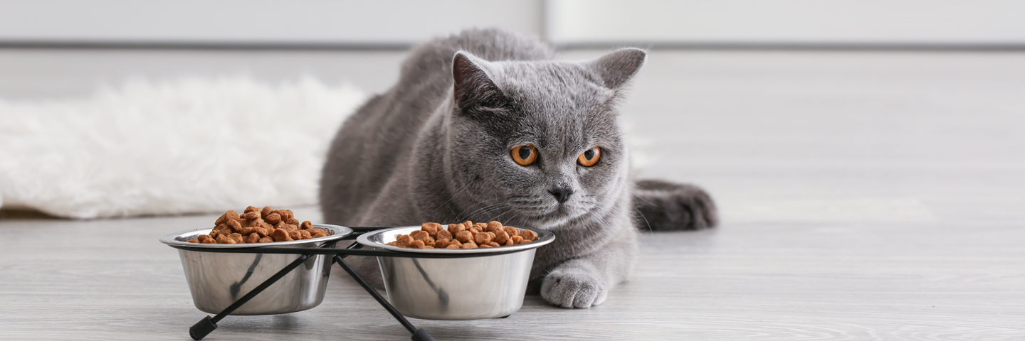 Специально для кошек: новое исследование сухих кормов | Новости от  Роскачества