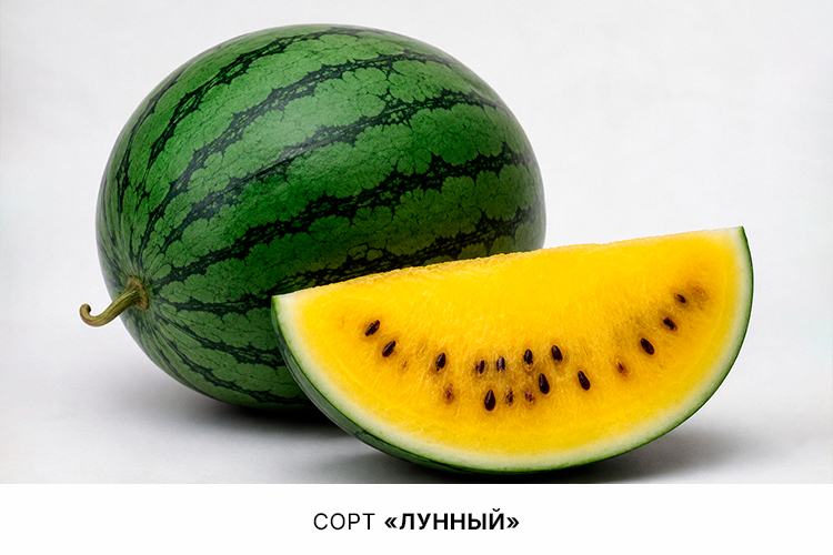Лунный арбуз.jpg Лунный арбуз.jpg