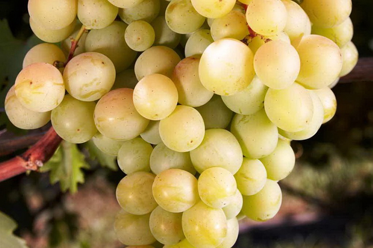 Как выбрать виноград: лучшие сорта