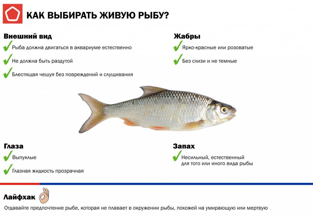инфографика-живая-рыба2.jpg