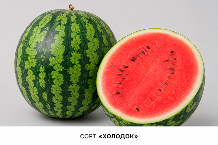 Холодок.jpg Холодок.jpg