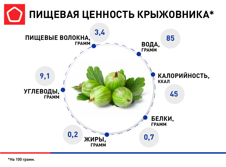 9709_Крыжовник_инфографика.jpg