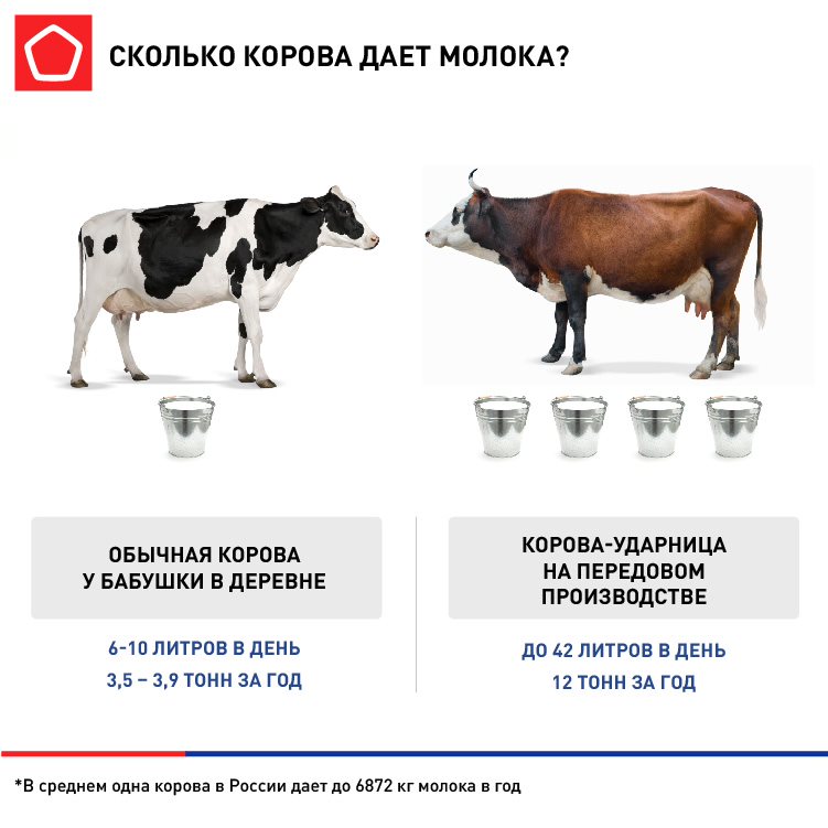 сколько корова дает молока