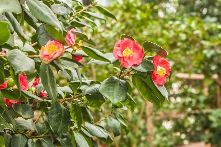 Чайный-куст-Camellia-assamica.jpg