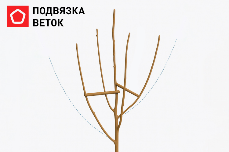 подвязка деревьев подвязка деревьев