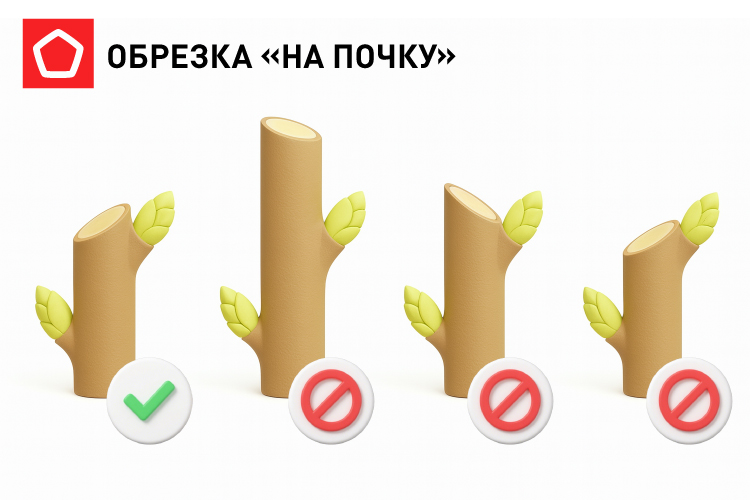 обрезка деревьев на почку обрезка деревьев на почку