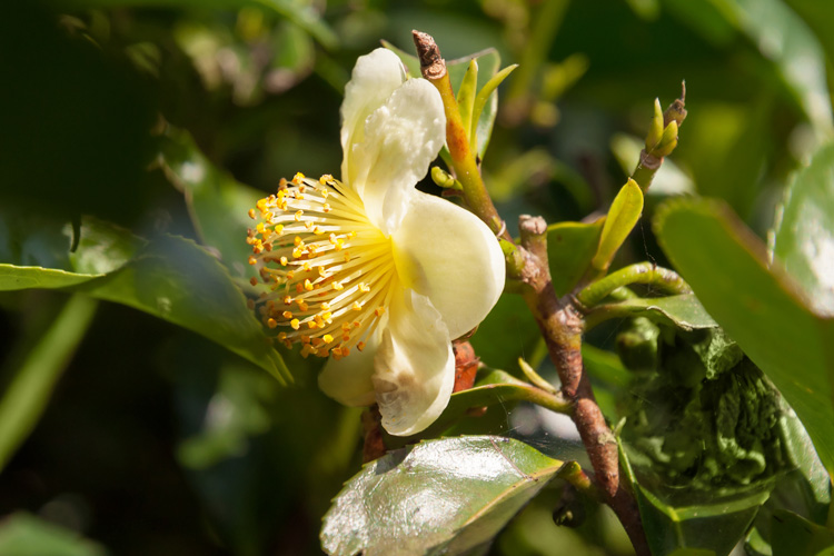 Чайный-куст-Camellia-sinensis.jpg