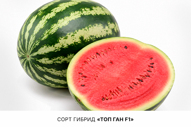 Топ-Ган-F1.jpg Топ-Ган-F1.jpg
