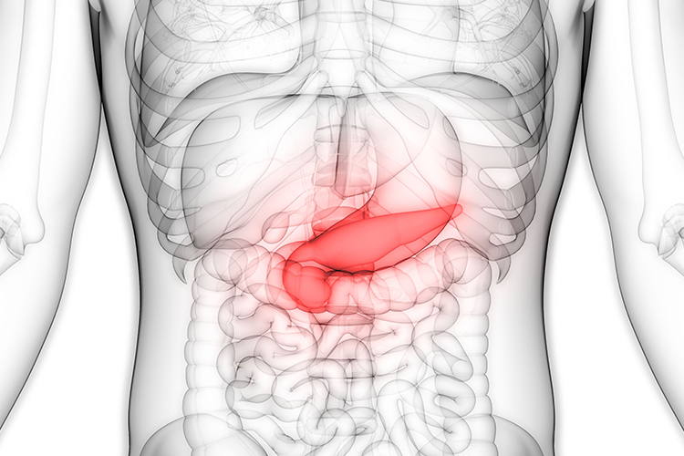 Расположение поджелудочной железы в организме. Источник фото:https://novyefoto.ru