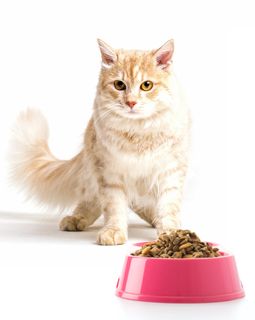 Анализ корм для кошек