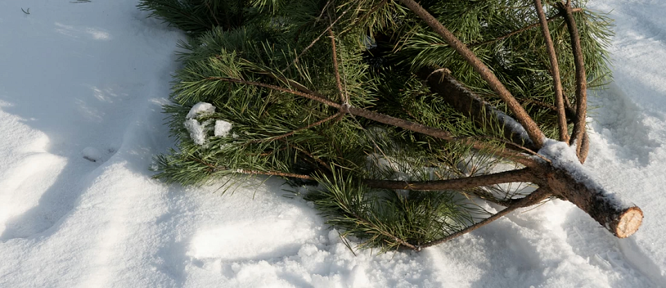 Как правильно утилизировать елку после Нового года?