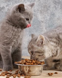 Сухие корма для кошек экспертиза